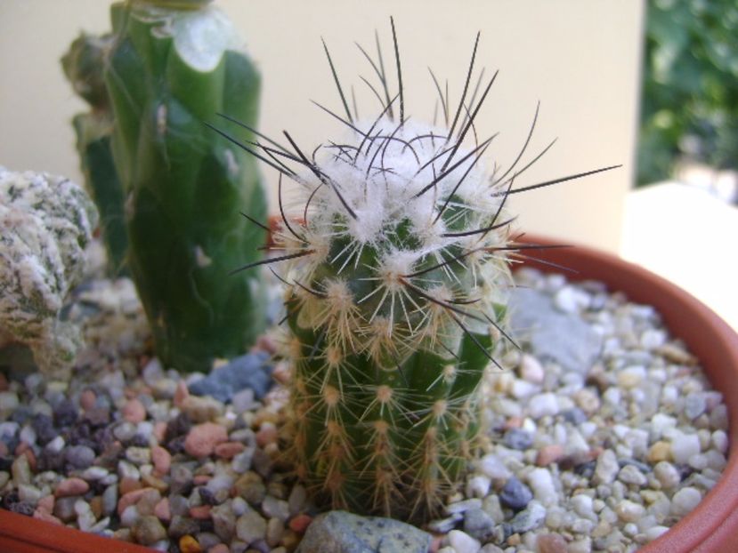 Turbinicarpus viereckii - Cactusi 2017 bis bis