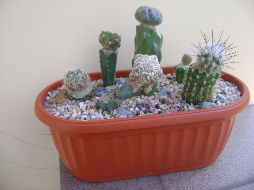 Grup de 6 cactusi altoiti - Cactusi 2017 bis bis