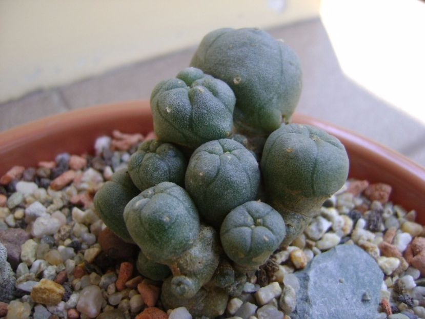 Lophophora echinata v. diffusa - Cactusi 2017 bis bis