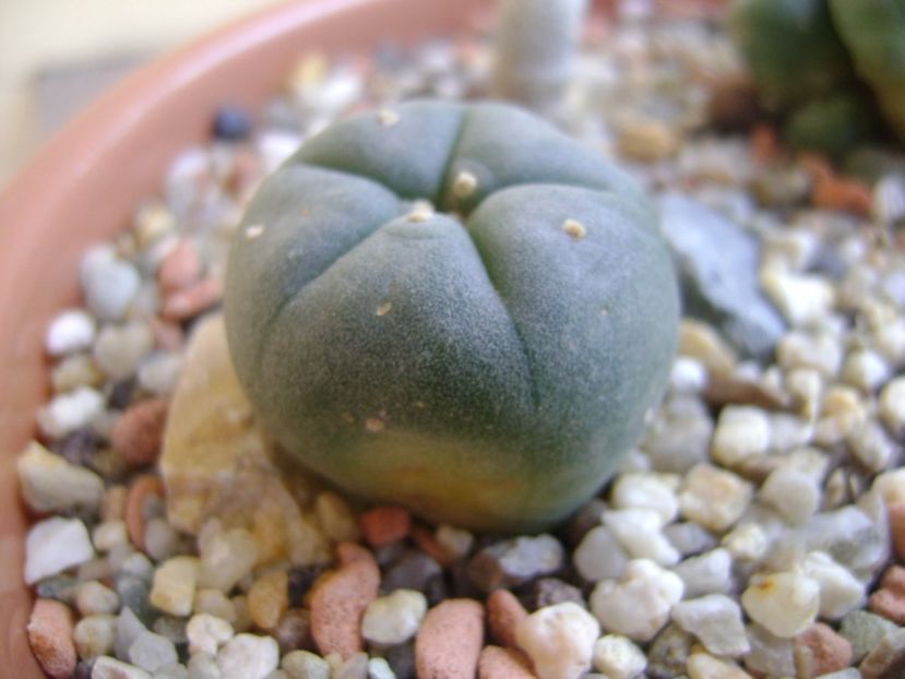 Lophophora williamsii (Peyote) - Cactusi 2017 bis bis