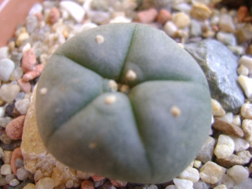 Lophophora williamsii (Peyote) - Cactusi 2017 bis bis