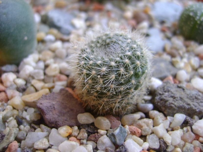 Brasilicactus haselbergii (Parodia haselbergii) - Cactusi 2017 bis bis