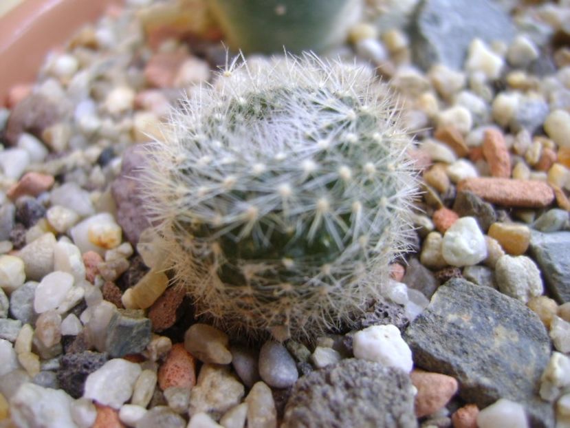 Brasilicactus haselbergii (Parodia haselbergii) - Cactusi 2017 bis bis