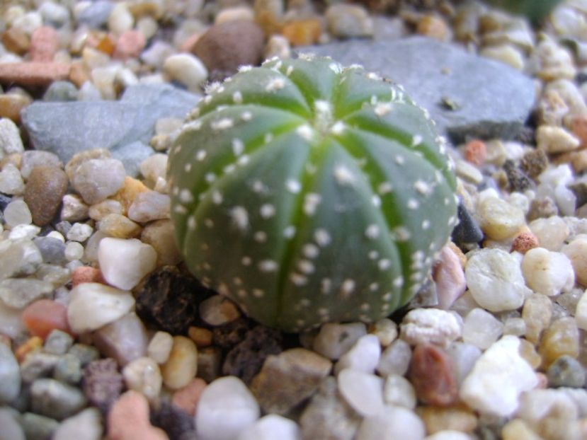 Astrophytum asterias hb. - Cactusi 2017 bis bis