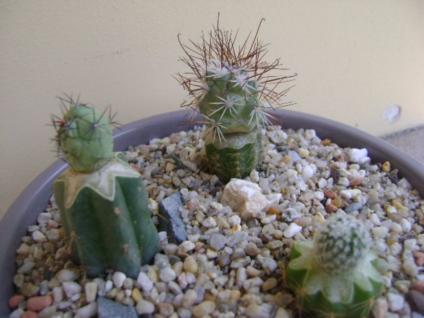 Grup de 3 cactusi altoiti - Cactusi 2017 bis bis