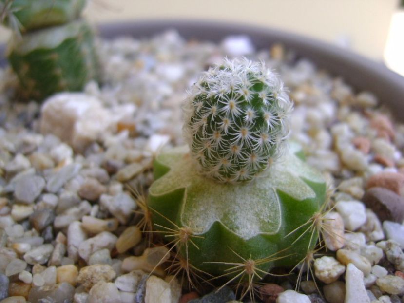 Turbinicarpus saueri v. septentrionalis - Cactusi 2017 bis bis
