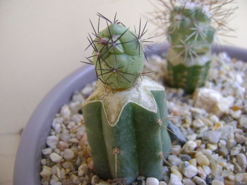 Ortegocactus macdougallii - Cactusi 2017 bis bis