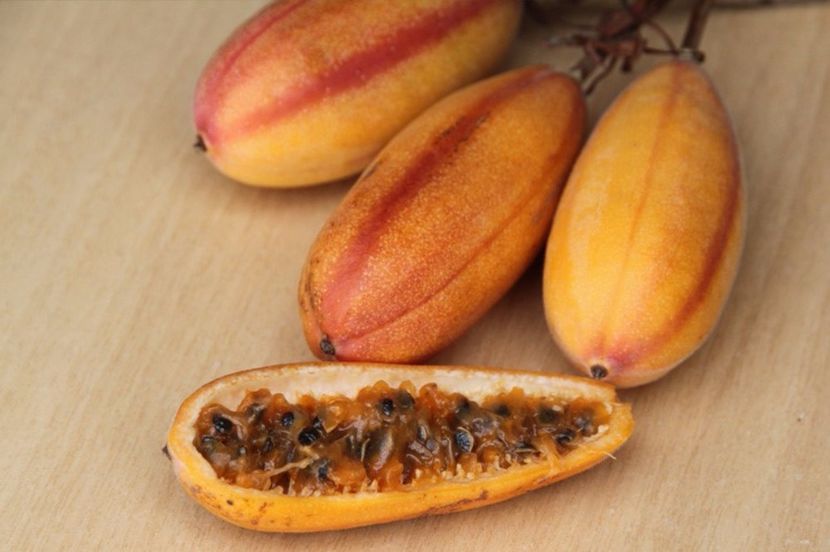 maracuja - Passiflora 2017- 2018