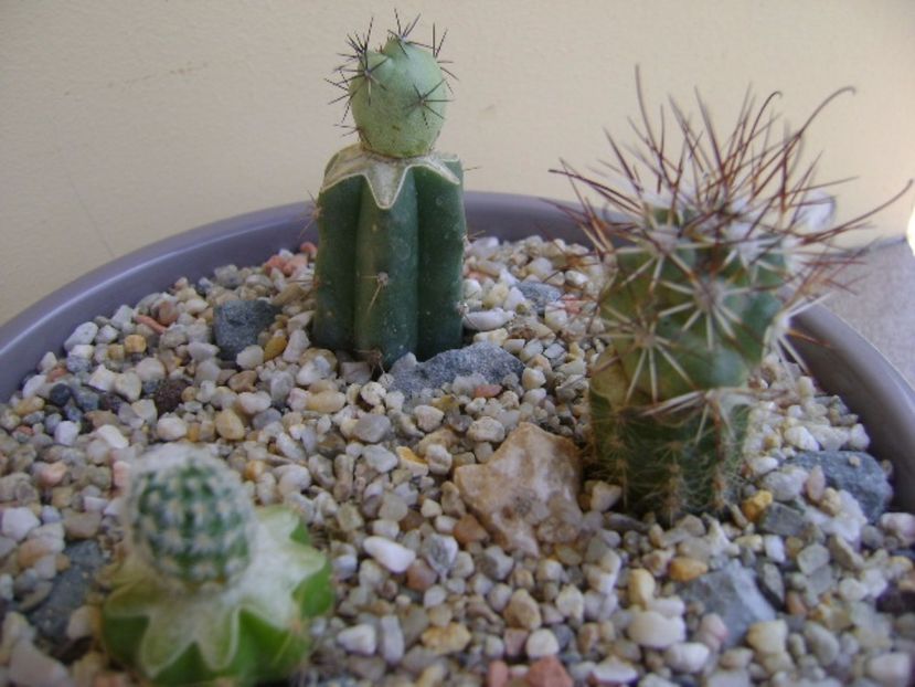 Grup de 3 cactusi altoiti - Cactusi 2017 bis bis