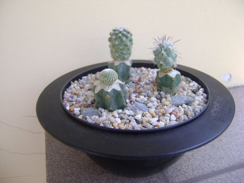 Grup de 3 cactusi altoiti - Cactusi 2017 bis bis