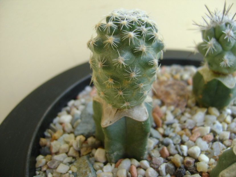 Pediocactus simpsonii - Cactusi 2017 bis bis