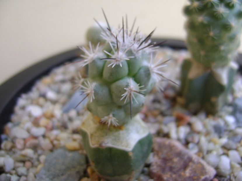 Neolloydia matehualensis - Cactusi 2017 bis bis