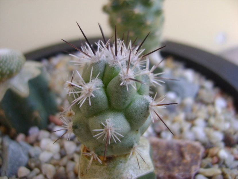 Neolloydia matehualensis - Cactusi 2017 bis bis