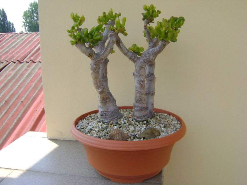 Crassula ovata hobbit - Suculente 2017