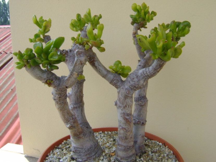 Crassula ovata hobbit - Suculente 2017