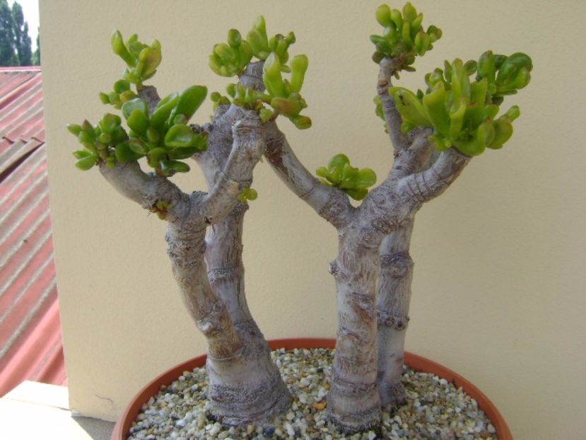 Crassula ovata hobbit - Bonsai si prebonsai 2016-2017