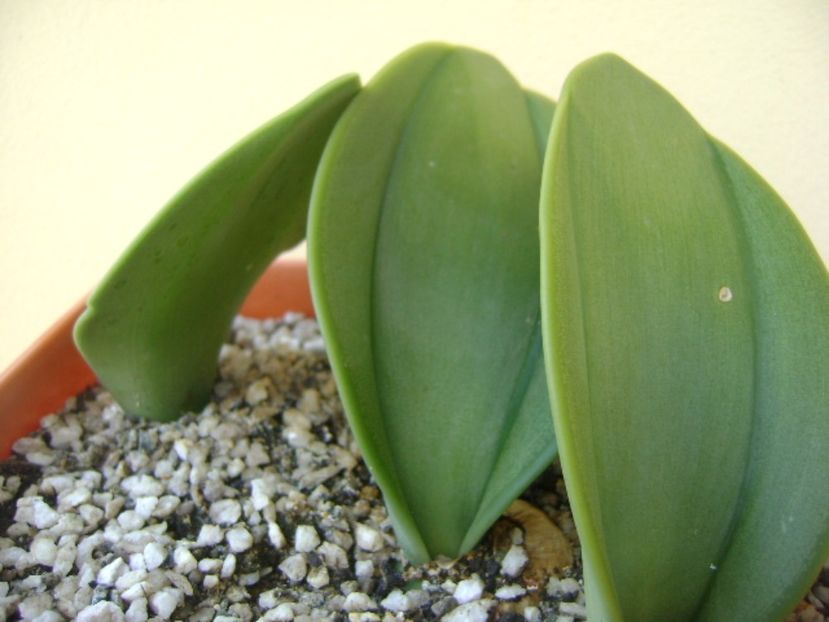 Rauhia peruviana - Caudiciforme si bulbi 2017