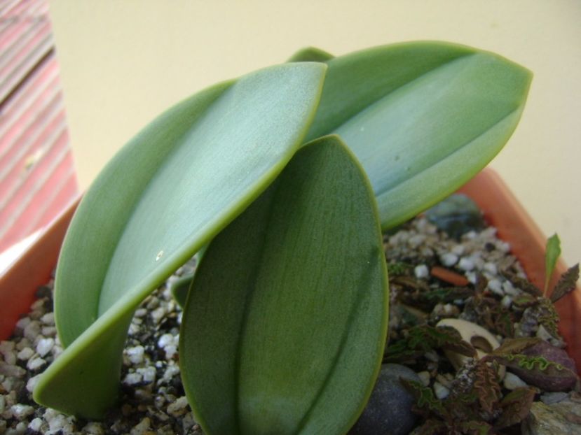 Rauhia peruviana - Caudiciforme si bulbi 2017