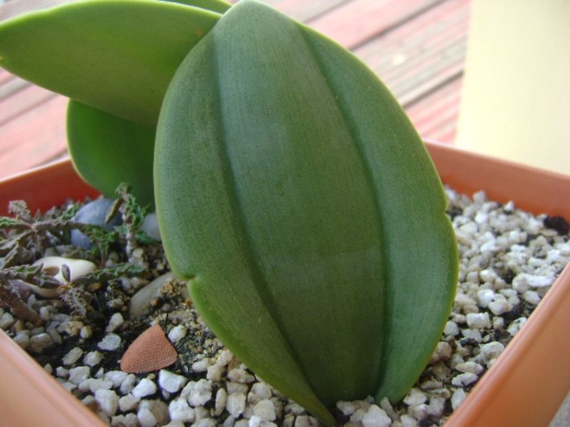 Rauhia peruviana - Caudiciforme si bulbi 2017
