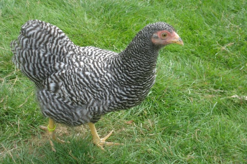  - WYANDOTTE BARAT PITIC 2017 - 2018 ARHIVA