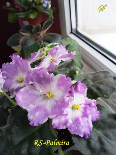 rs palmira- sini - 01 frunze violete - sini