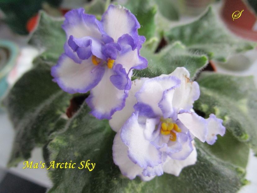ma s artic sky- sini - 01 frunze violete - sini