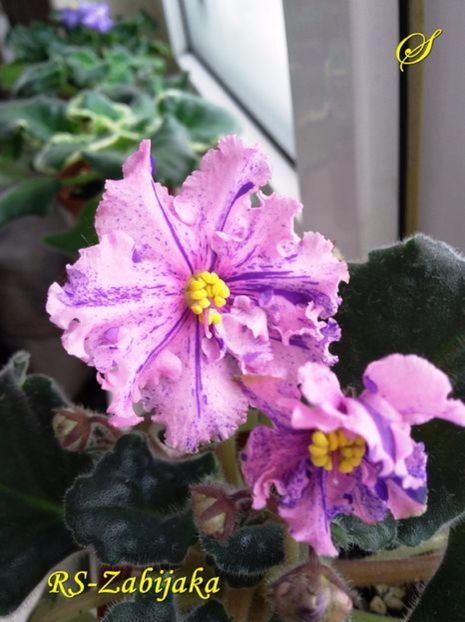 rs zabijaka- sini - 01 frunze violete - sini