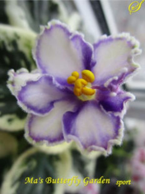 ma s butterfly garden sport- sini - 01 frunze violete - sini