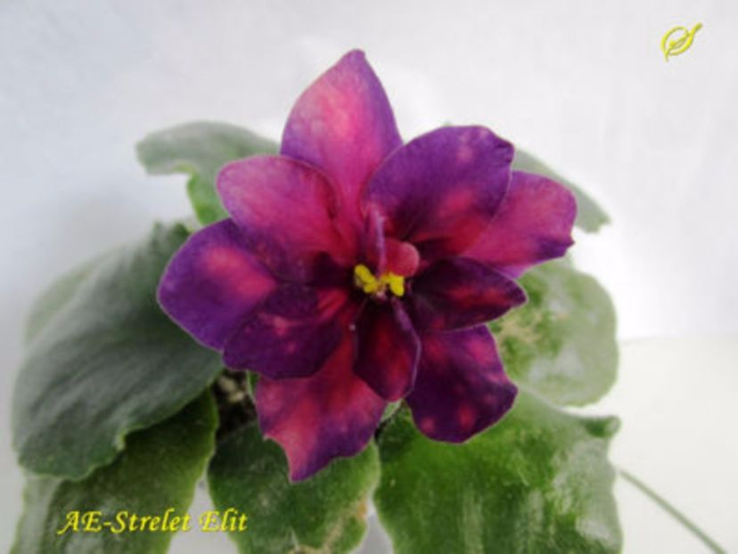 ae strelet elit- sini - 01 frunze violete - sini