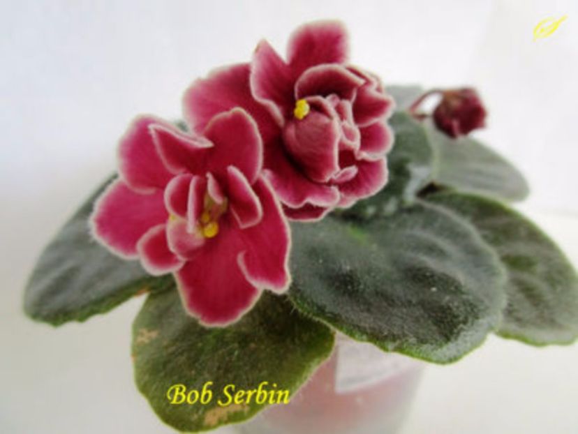 bob serbin- sini - 01 frunze violete - sini