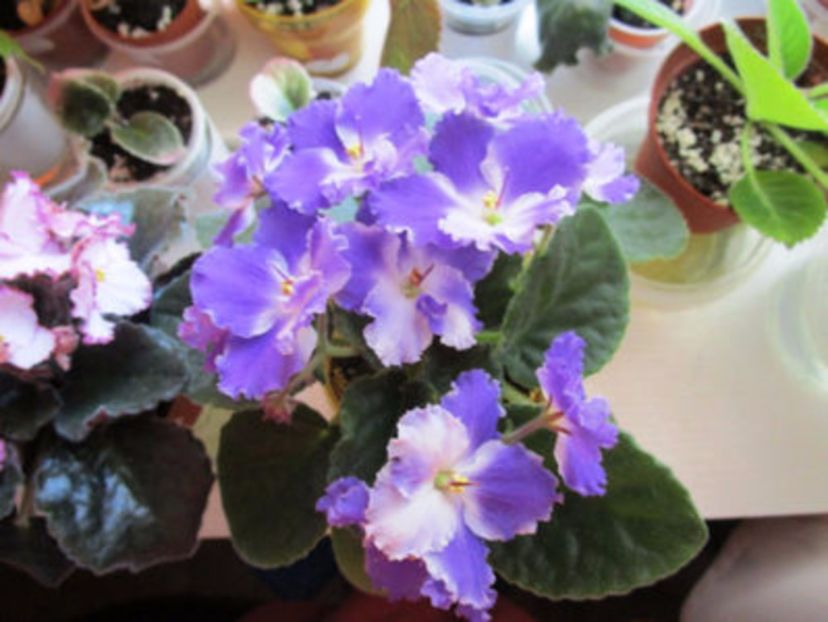 no name 2- sini - 01 frunze violete - sini