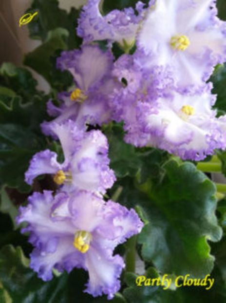 partly cloudy- sini - 01 frunze violete - sini