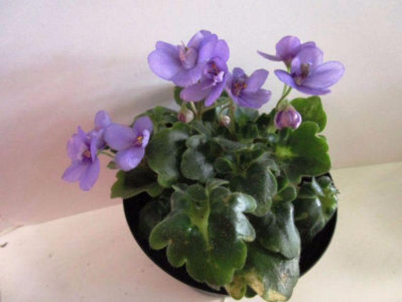 ramblin lassie- sini - 01 frunze violete - sini