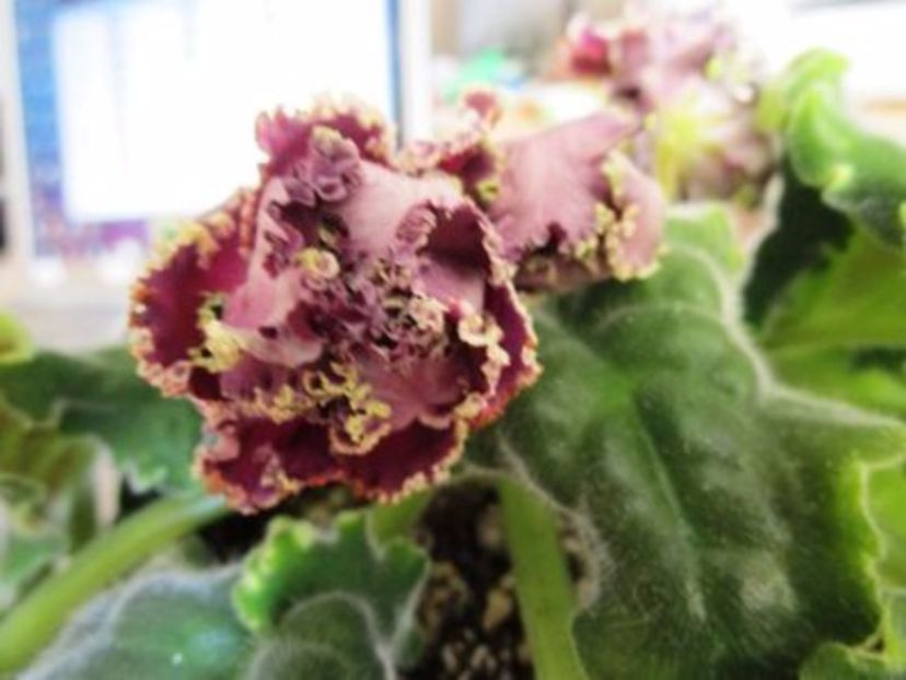 rs gertsoginia lux- sini - 01 frunze violete - sini