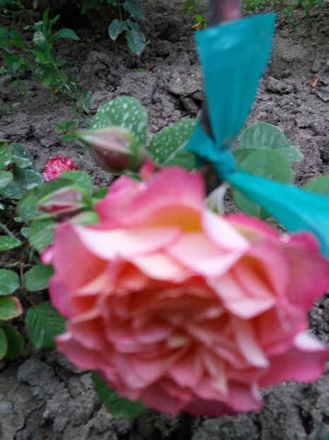  - Michelle Bedrossian 1