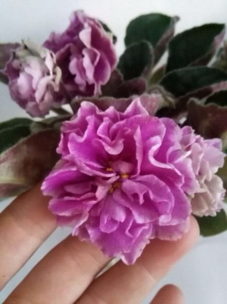 sedaja dama- ninutza - 01 frunzulite violete- ninutza