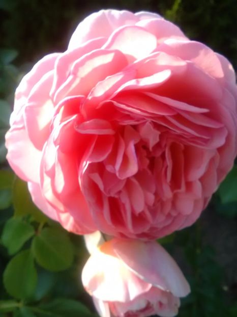  - Trandafiri iulie 2017