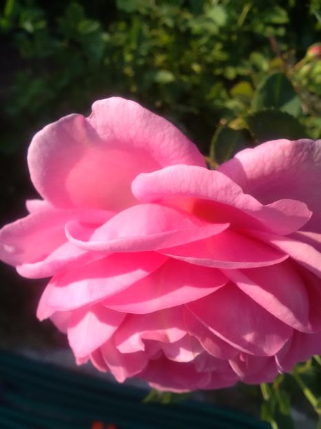  - Trandafiri iulie 2017