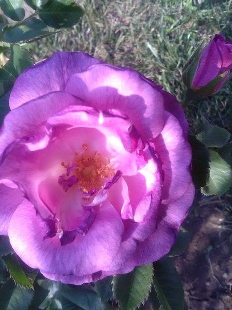  - Trandafiri iulie 2017