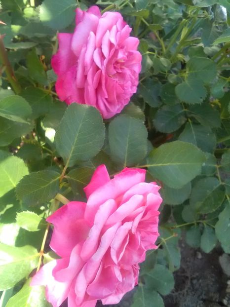  - Trandafiri iulie 2017