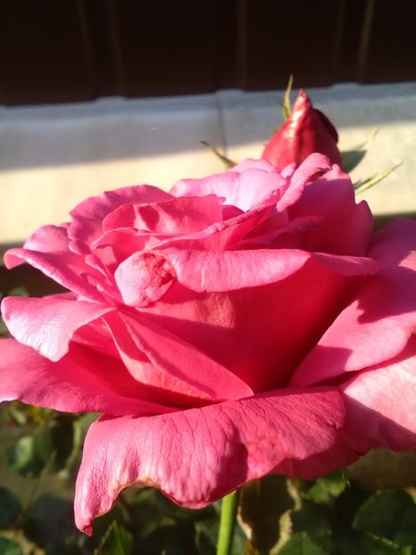  - Trandafiri iulie 2017