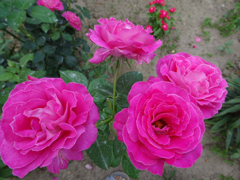  - Baronne de Rothschild