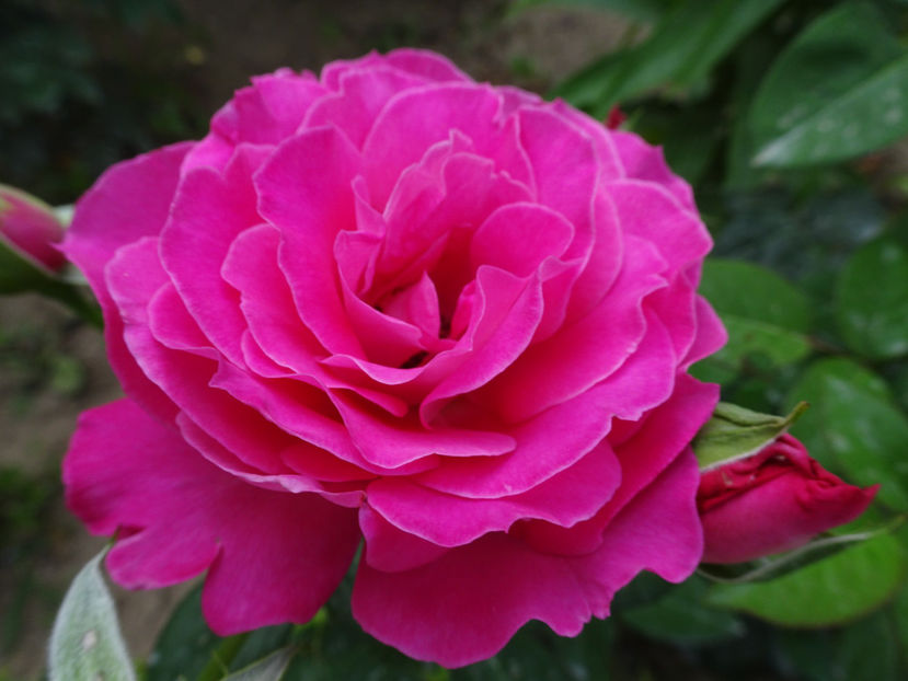  - Baronne de Rothschild