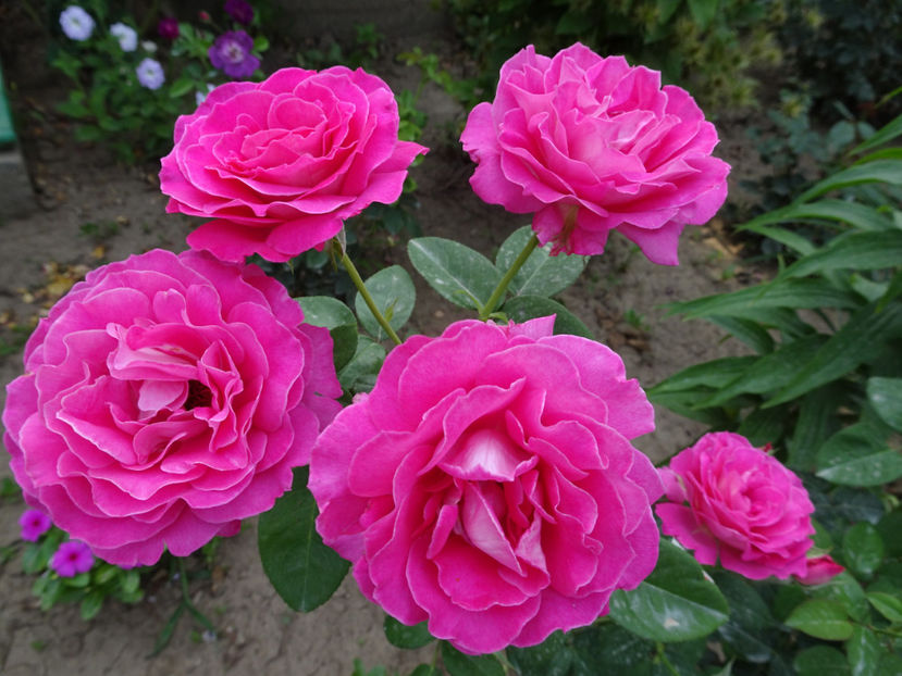  - Baronne de Rothschild