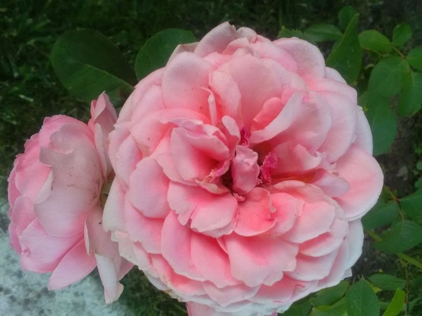  - Trandafiri iulie 2017