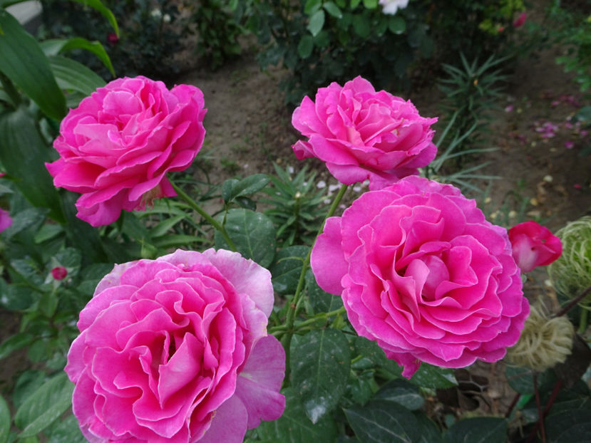  - Baronne de Rothschild