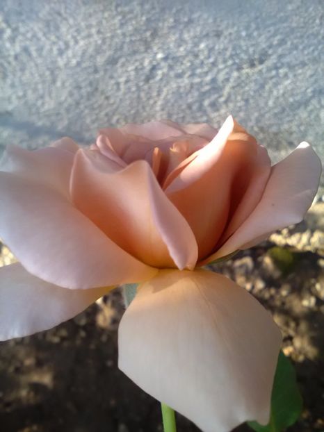  - Trandafiri iulie 2017