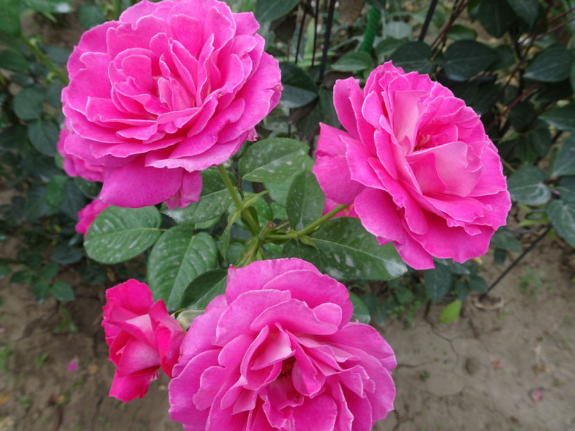  - Baronne de Rothschild