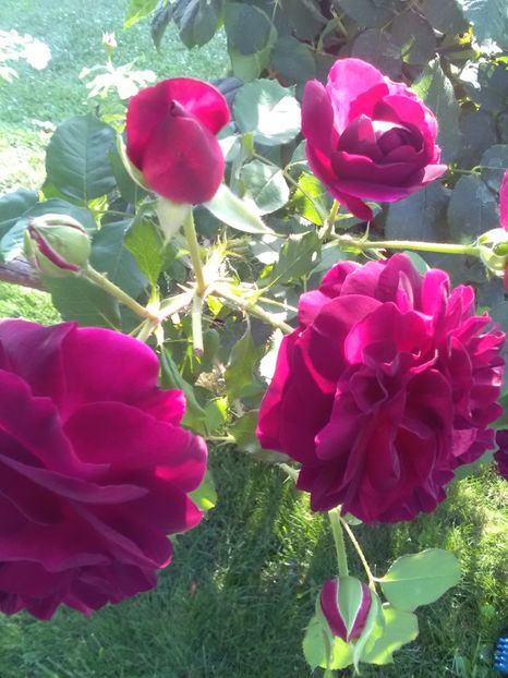  - Trandafiri iulie 2017