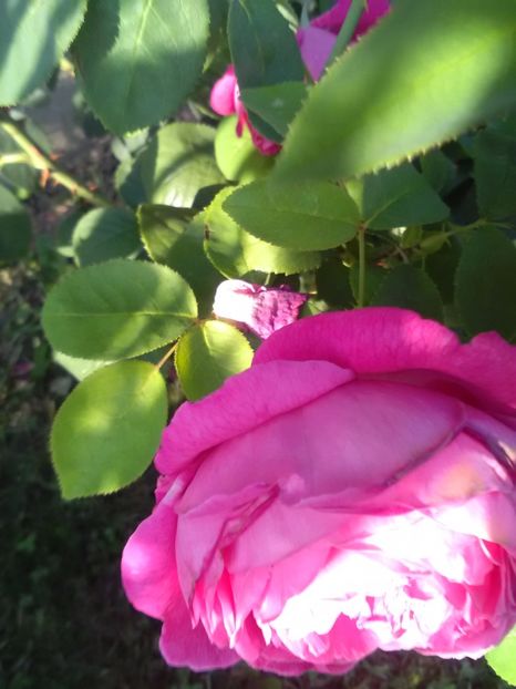  - Trandafiri iulie 2017